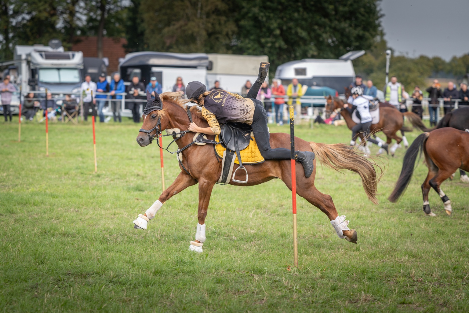 Forest Royal beim Championat 2026, Aufnahme 2