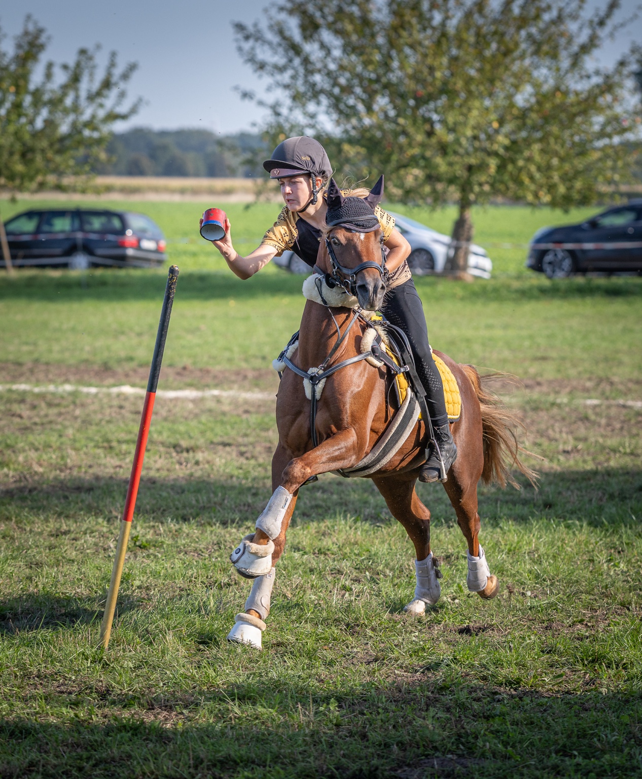 Forest Royal beim Championat 2026, Aufnahme 6